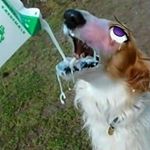 Profile Picture of Daryl Midgley (@derwood_the_elite_furry_king) on Instagram