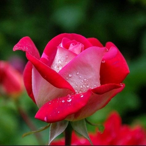 Profile Picture of Jessica Peter (@jessica.peter) on Tiktok