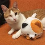 Profile Picture of Setsuko Sato (@set2.7y_y) on Instagram