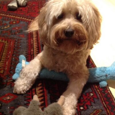 Profile Picture of Joanne Ding (@joanneding) on Twitter