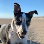 Profile Picture of Ziggy Curly Webster (@ziggy_azalea_rufruf) on Instagram