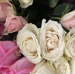 Profile Picture of Alexia Bird (@Alexia-Bird) on Facebook