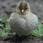 Profile Picture of Chris Rouse (@chris rouse1212) on Flickr