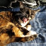 Profile Picture of Matt Cornejo (@cadammatt) on Instagram