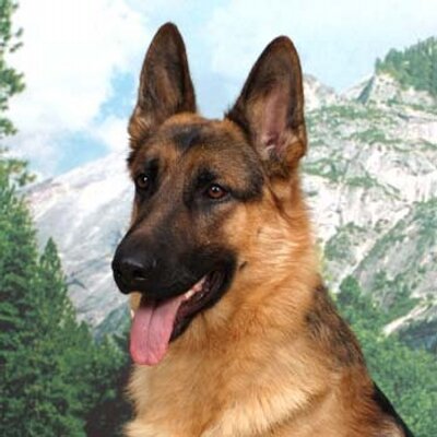 Profile Picture of Jeff Lanham (@papa_dog_1999) on Twitter