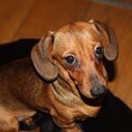 Profile Picture of Nellie Pennydach Skylark (@nellietheminidachschund) on Instagram