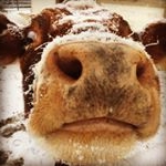 Profile Picture of Brianna Olson (@cowlover170) on Instagram