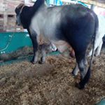 Profile Picture of Victor (@guebara_) on Instagram