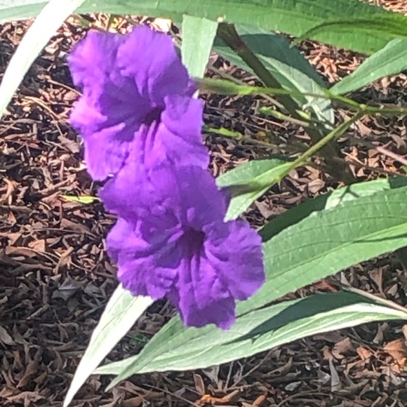 Profile Picture of Shan Brusca (@sbrusca99) on Poshmark