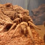 Profile Picture of Alex Pettit (@alexpettit841) on Instagram