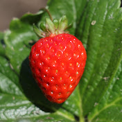 Profile Picture of Travis Dee (@travisdee7198) on Youtube