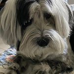 Profile Picture of Joanne Shapiro (@skyadsales) on Instagram