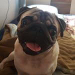 Profile Picture of Abigail alves rocha (@pugabigail) on Instagram