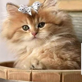 Profile Picture of Ramaletchumyleela Leela (Lilli) (@ramaletchumyleela.leela) on Facebook