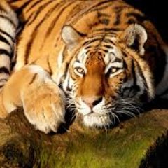 Profile Picture of Mario Velarde Ramos (@mariovelardera) on Twitter