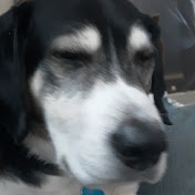 Profile Picture of Michael Koehne (@michaelkoehne229) on Youtube