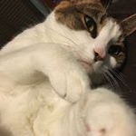 Cleopatra - Instagram Profile Picture of Cleopatra (@cleo__kitty) on Instagram