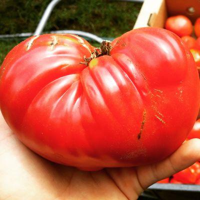 Profile Picture of Josh Petit (@Beehiveswamp) on Twitter