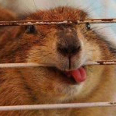 Profile Picture of Alexander Kalil (@kehobacehada) on Twitter