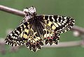 Profile Picture of Zerynthia polyxena - Wikipediaon Wikipedia