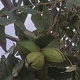 Profile Picture of Cesar Zubiate (@cesarzubiate) on Instagram