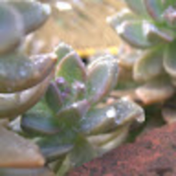 Profile Picture of Mackenzie Mccann (@1546kenziemccan) on Poshmark