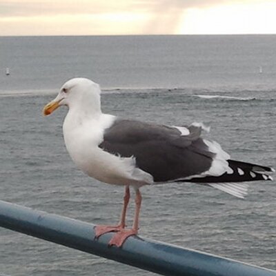 Profile Picture of Robin Ritchey (@RitcheyRobin) on Twitter