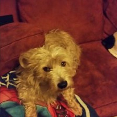Profile Picture of Andrea LeDoux (@a3c457d10de7436) on Twitter