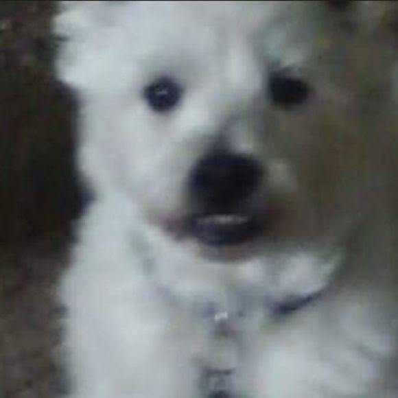 Profile Picture of Vikki Angelozzi- pardo (@vangelozzi) on Poshmark