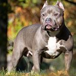 Profile Photo of Richard Ambler (@bigkingkennels) on Instagram