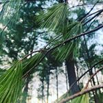 Profile Picture of Kelly (@kelly_pickering23) on Instagram