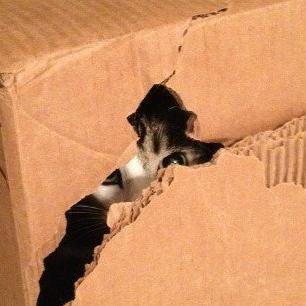 Michael Gaddis - Twitter Profile Picture of Michael Gaddis (@Isle0fMan) on Twitter