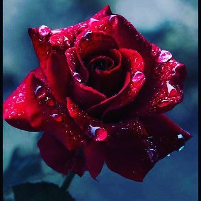 Profile Picture of Kaur Virk (@Kaurvirk15) on Twitter