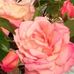 Profile Picture of Nancy Weese (@nancy.weese1) on Facebook