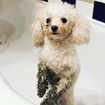 Profile Picture of 𝕊𝕋𝔸ℕ𝕃𝔼𝕐  ℝ𝕀ℕ𝔾ℝ𝕆𝕊𝔼 (@toypoodle_stanley) on Instagram