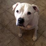 Profile Picture of Bubba Bear White Dog (@bubba.bear.white.dog) on Instagram