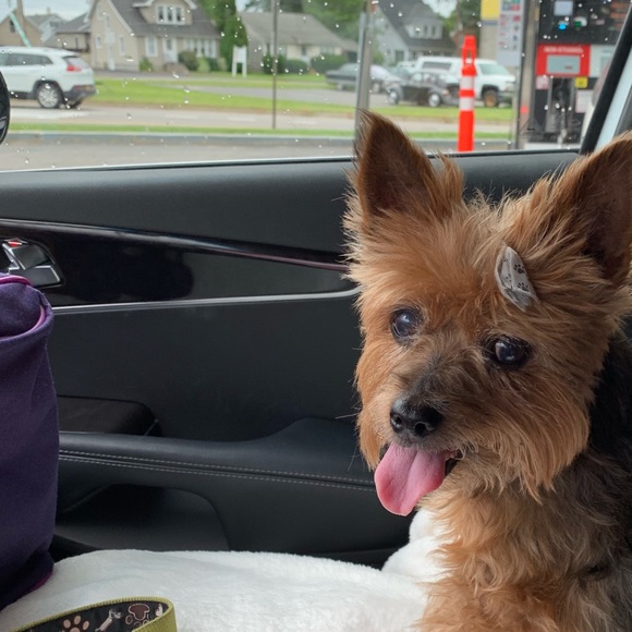 Profile Picture of Teresa Corino (@tcorino) on Poshmark