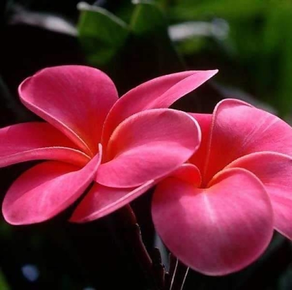 Profile Picture of June Junia (@juniatinanyoman) on Poshmark