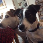 Profile Picture of Barley & Piper (@barleypiper) on Instagram