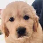 Profile Picture of Walter the Golden Retriever (@walterthegoldenchild) on Instagram