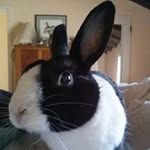 Profile Picture of Ignatz Ratskiwatsky (@the.warren) on Instagram