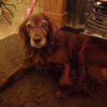 Profile Picture of Cian O Brien (@cianobrian) on Instagram