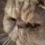 Profile Picture of David Cassels (@dave.cassels_3) on Instagram