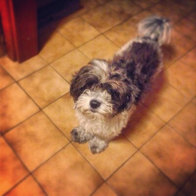 Profile Picture of Andrea Speranza (@AndrewSpes90) on Twitter