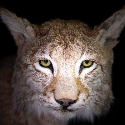 Profile Picture of Craig Strong (@CASPHOTOUK) on Twitter