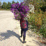 Mandy dionisopoulos - Instagram Profile Picture of Mandy dionisopoulos (@mandybeeinthegarden) on Instagram