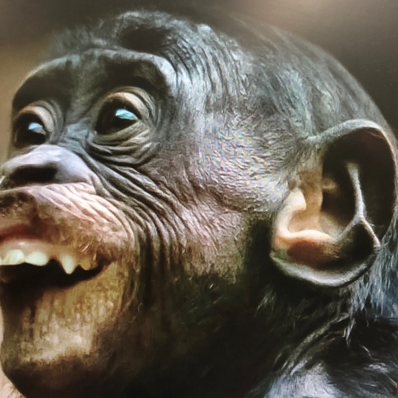 Profile Picture of Joseph Obryan (@jo1516) on Poshmark