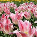 Profile Picture of Janet Sheehan (@janetsheehan8) on Instagram