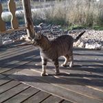 Profile Picture of Cella~Desmadre~Caballos~Toros (@pablotorrescella_1143) on Instagram