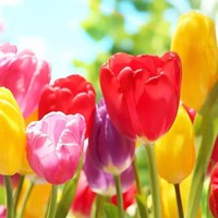 Profile Picture of Lisa Boyer (@lisa-boyer-18) on Quora